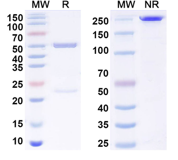 MERS-CoV RBD Human Monoclonal Antibody