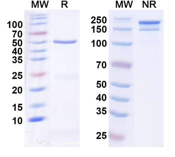 ANGPTL3 Human Monoclonal Antibody