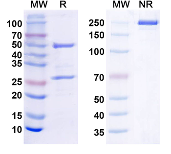 ENT2/SLC29A2 Human Monoclonal Antibody