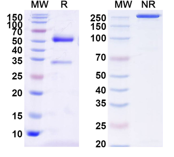 MERS-CoV RBD Human Monoclonal Antibody