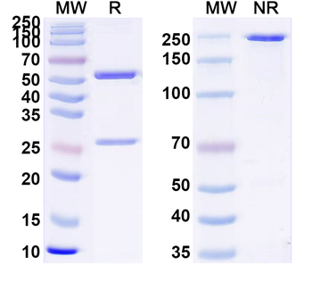Phospho-γ-H2AX (pS139) Mouse Monoclonal Antibody