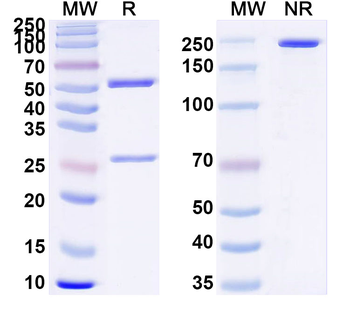 CD227/MUC1 Mouse Monoclonal Antibody