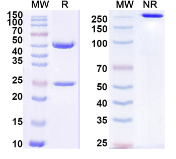 CD227/MUC1 Mouse Monoclonal Antibody