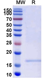 SARS-CoV-2 S Protein Camelus Monoclonal Antibody