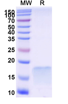 SARS-CoV-2 S Protein Camelus Monoclonal Antibody