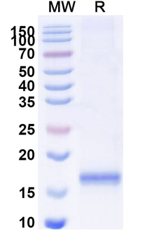 SARS-CoV-2 S Protein Camelus Monoclonal Antibody