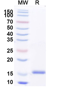 SARS-CoV-2 S Protein Camelus Monoclonal Antibody
