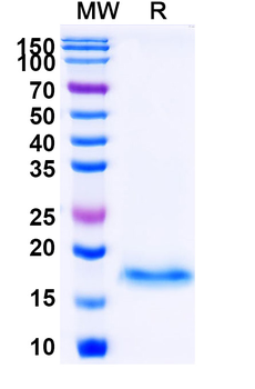 SARS-CoV-2 S Protein Camelus Monoclonal Antibody