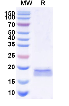 SARS-CoV-2 S Protein Camelus Monoclonal Antibody