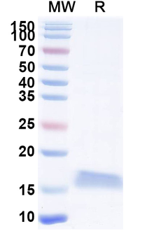 SARS-CoV-2 S Protein Camelus Monoclonal Antibody
