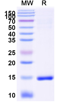 SARS-CoV-2 S Protein Camelus Monoclonal Antibody