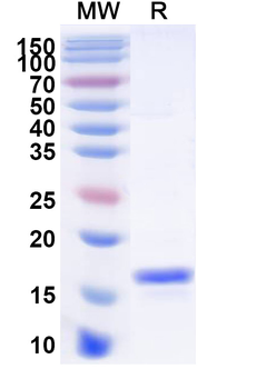 VSIG4/CRIg Camelus Monoclonal Antibody