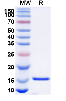IgM Camelus Monoclonal Antibody