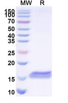 PTH1R Camelus Monoclonal Antibody