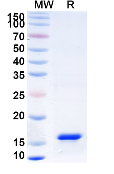 LSP1 Camelus Monoclonal Antibody