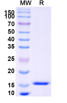 GPR183 Camelus Monoclonal Antibody