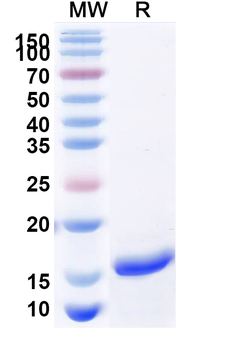 CD38/ADPRC 1 Camelus Monoclonal Antibody