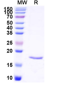 CNR1/CB1 Camelus Monoclonal Antibody