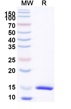 CD126/IL6R/IL-6RA Camelus Monoclonal Antibody