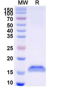 MET/c-Met/HGFR Camelus Recombinant Antibody