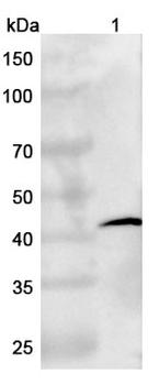 SERPINE1/PAI-1 Camelus Monoclonal Antibody