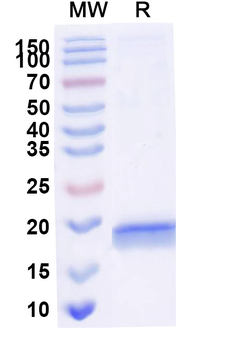 SERPINE1/PAI-1 Camelus Monoclonal Antibody