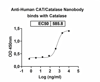 CAT/Catalase Camelus Monoclonal Antibody