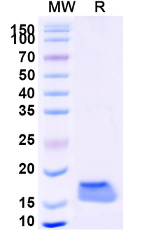 CAT/Catalase Camelus Monoclonal Antibody