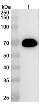 ALB Camelus Recombinant Antibody
