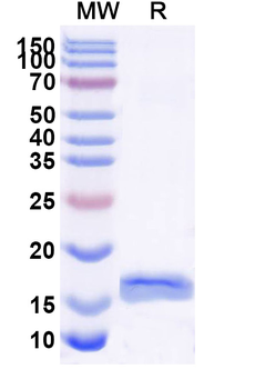 PSIP1 Camelus Monoclonal Antibody