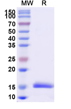 SYNJ1 Camelus Monoclonal Antibody