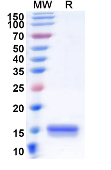SYNJ1 Camelus Monoclonal Antibody