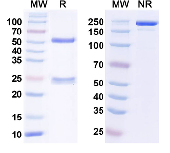 TREML1/TLT1 Mouse Monoclonal Antibody