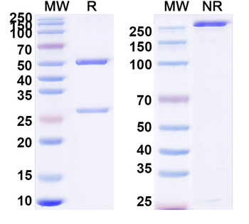 IDH1/2 Mouse Monoclonal Antibody