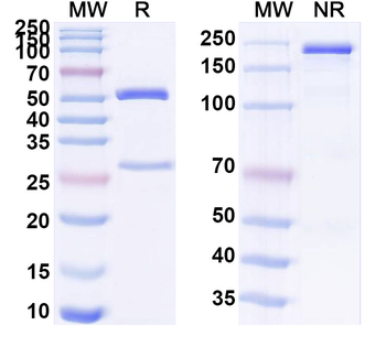 ATF4/CREB2 Mouse Monoclonal Antibody