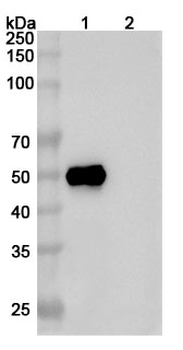 ATF4/CREB2 Mouse Monoclonal Antibody