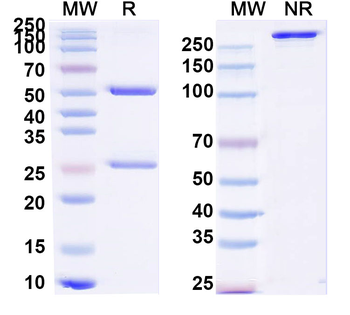 CX43/GJA1 Mouse Monoclonal Antibody