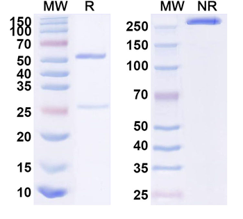 ADGRE1/EMR1/F4/80 Mouse Monoclonal Antibody