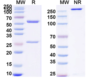 Big Endothelin1/Big-ET-1 Mouse Monoclonal Antibody