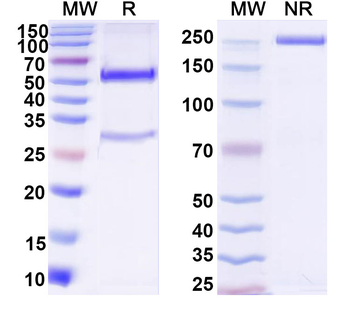Digoxigenin Human Monoclonal Antibody