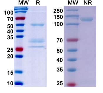 MET/c-Met/HGFR Human Recombinant Antibody