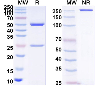 PHLPVI Human Monoclonal Antibody