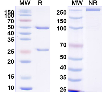 PHLPVa/Allergen Phl p Va Human Monoclonal Antibody