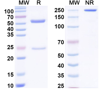 Bet v 1/Allergen Bet v I-A Human Monoclonal Antibody