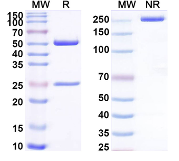 CH1/CH2/Allergen Fel d I-A/B Human Monoclonal Antibody