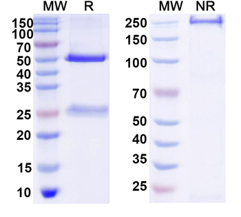 CH1/CH2/Allergen Fel d I-A/B Human Monoclonal Antibody