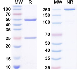 LPS/Lipopolysaccharide Mouse Recombinant Antibody