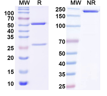 LPS/Lipopolysaccharide Mouse Monoclonal Antibody