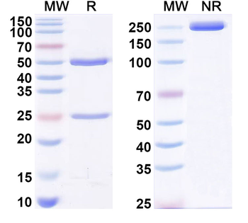 GFAP Mouse Monoclonal Antibody
