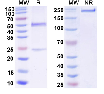 GFAP Mouse Monoclonal Antibody